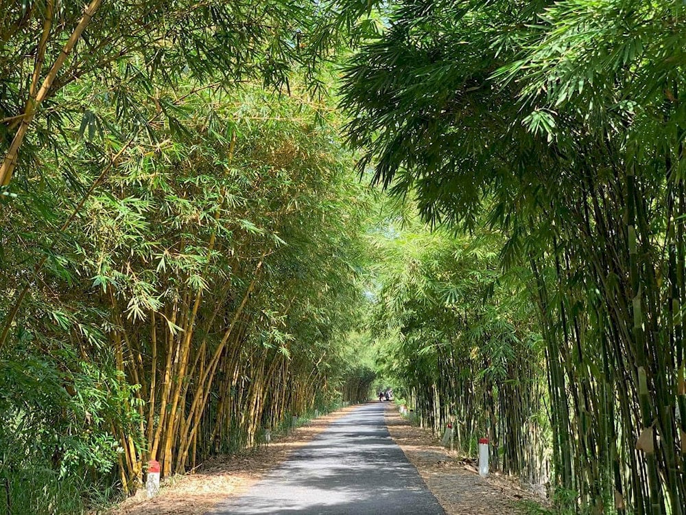 Con đường lợp bóng tre dẫn vào khu du lịch